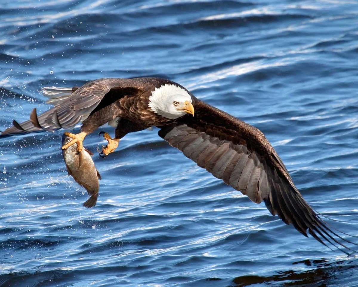 Белоголовый Орлан ловит рыбу