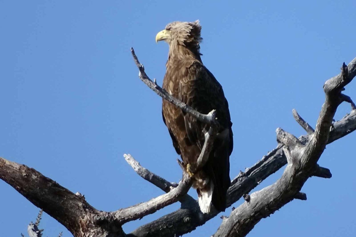 Орлан белохвост Байкал
