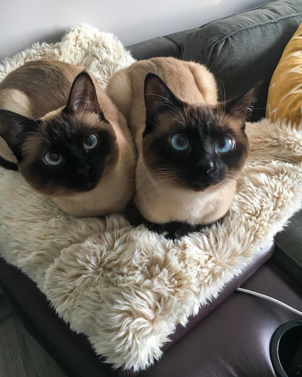 Сиамские Близнецы кошки