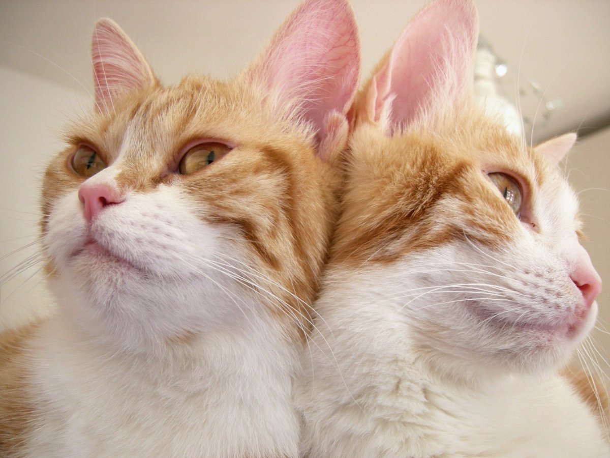 Сиамская кошка сиамский близнец