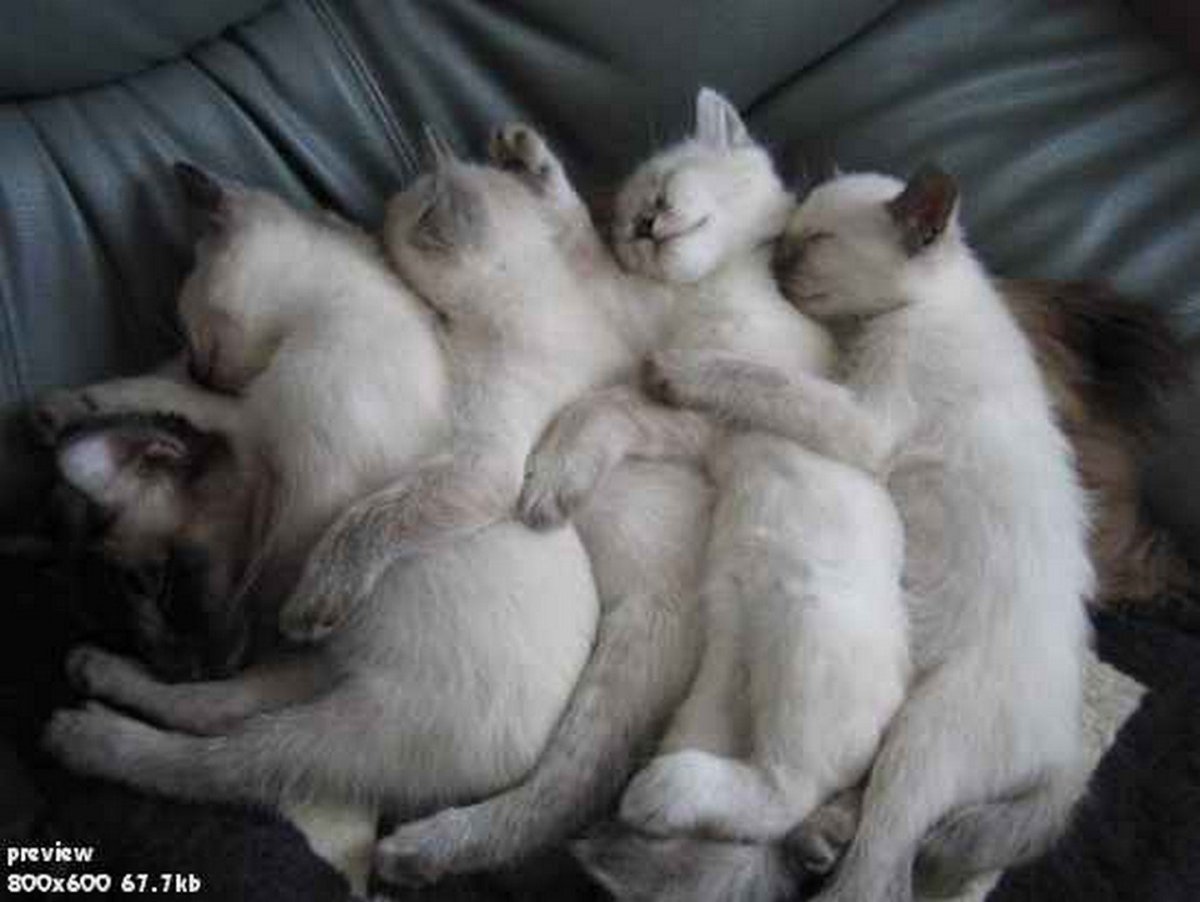 Сиамский близнец кот