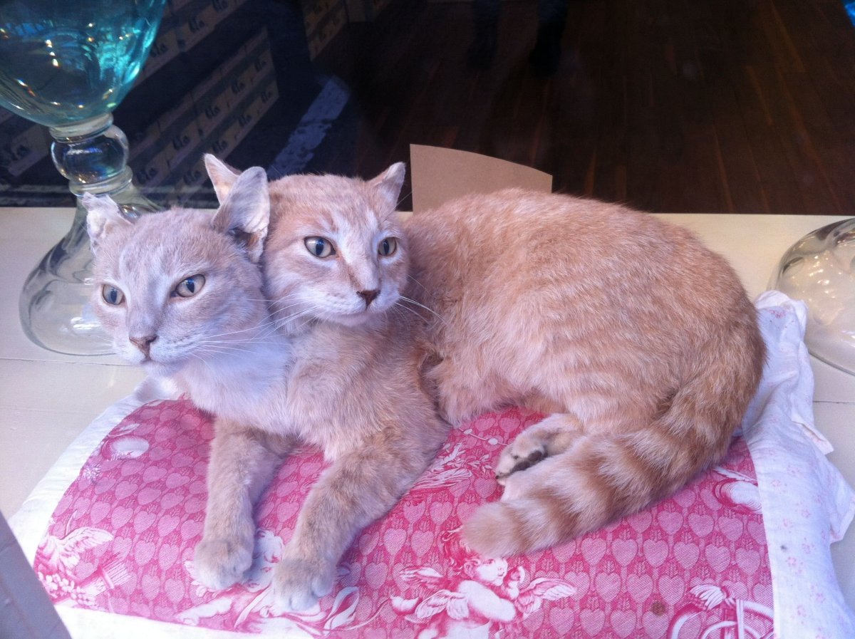 Сиамский близнец кот