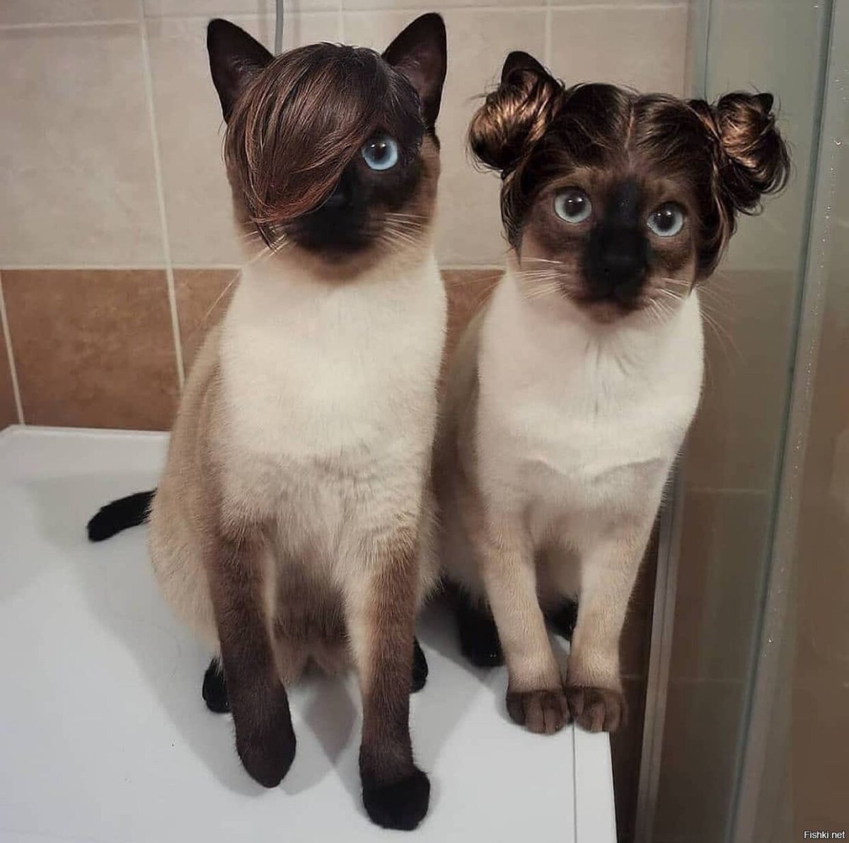 Сиамский близнец кот