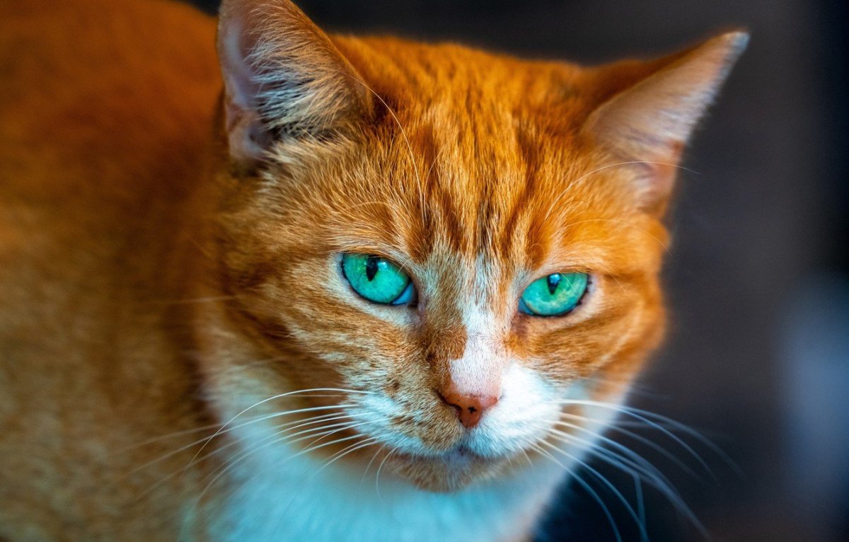 Рыжий кот с голубыми глазами
