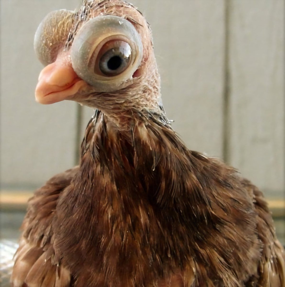 Толстая курица