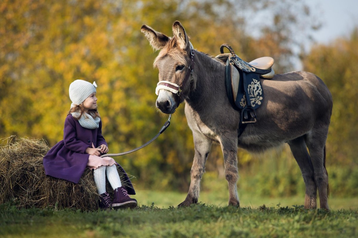 Ослики похожие на лошадей