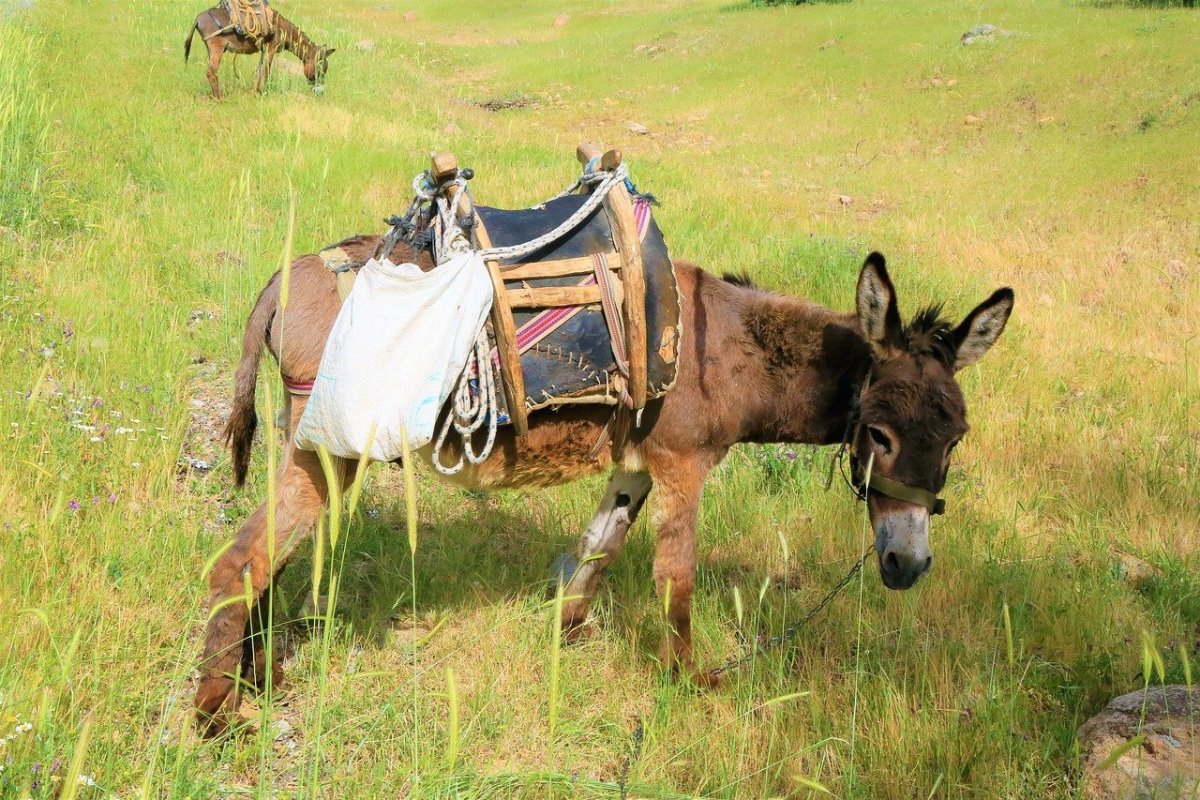 Ишак с поклажей