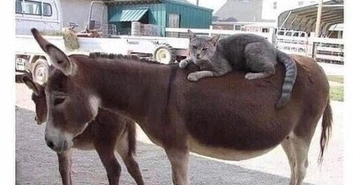 Ишак прикол