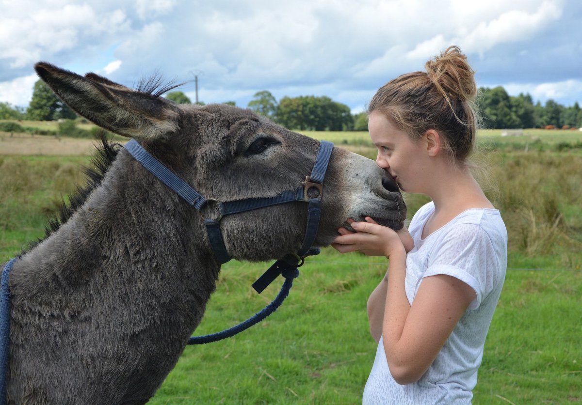Девушка на ослике