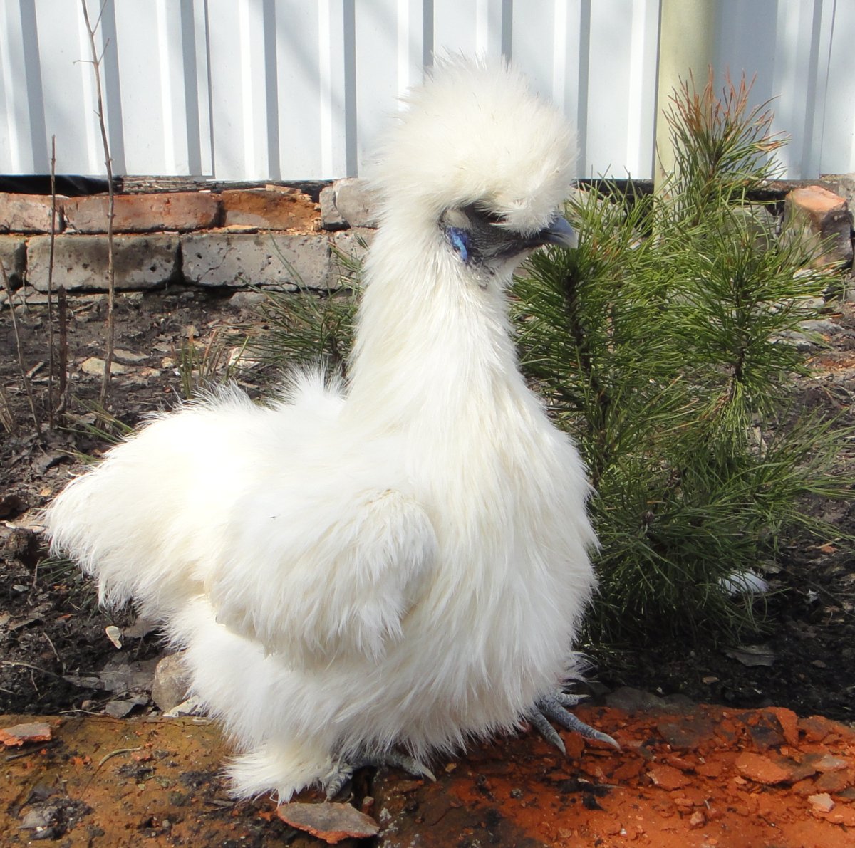 Смешная ощипанная курица