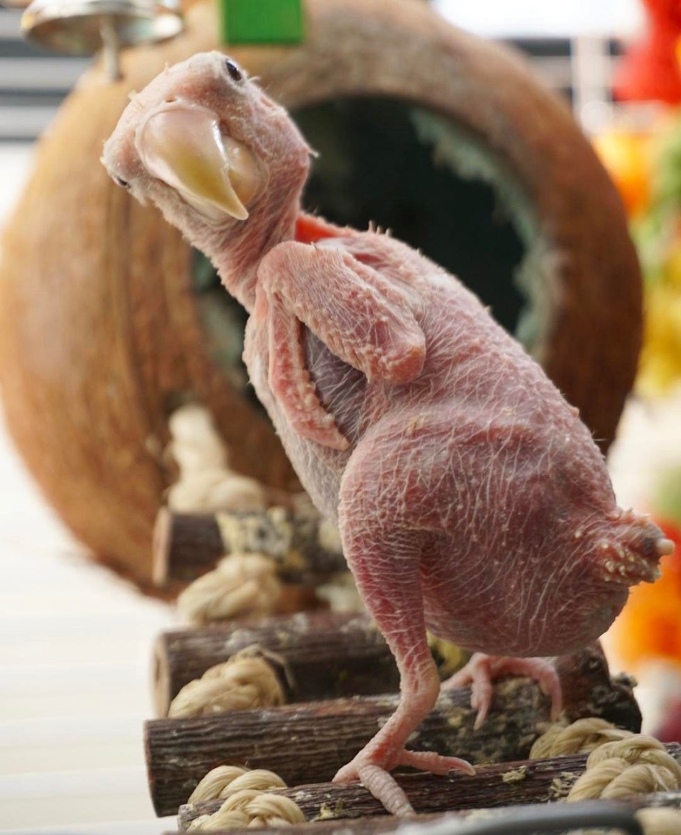 Ощипанный волнистый попугай