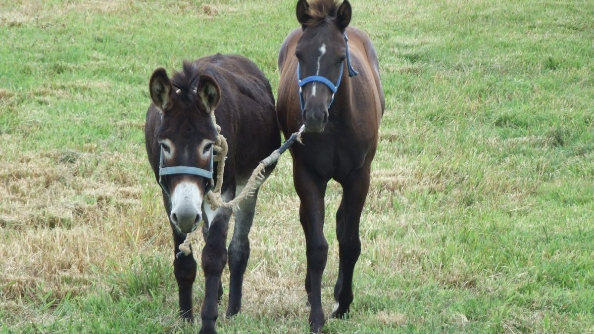 Ослик и лошадь