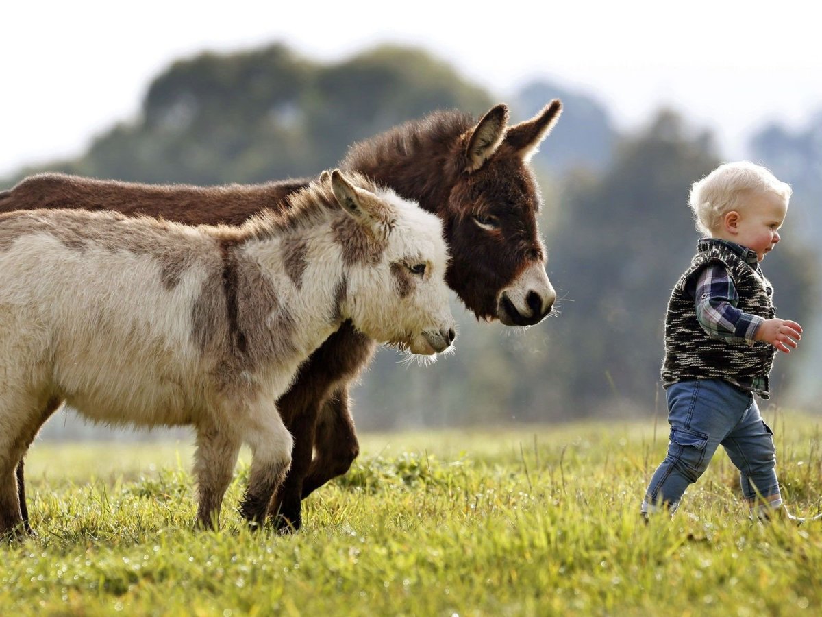 Donkey with children and Snow