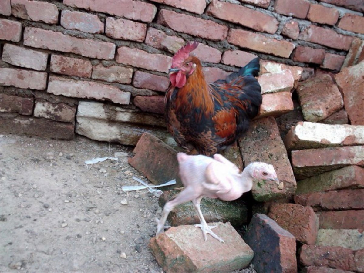 Израильская лысая курица