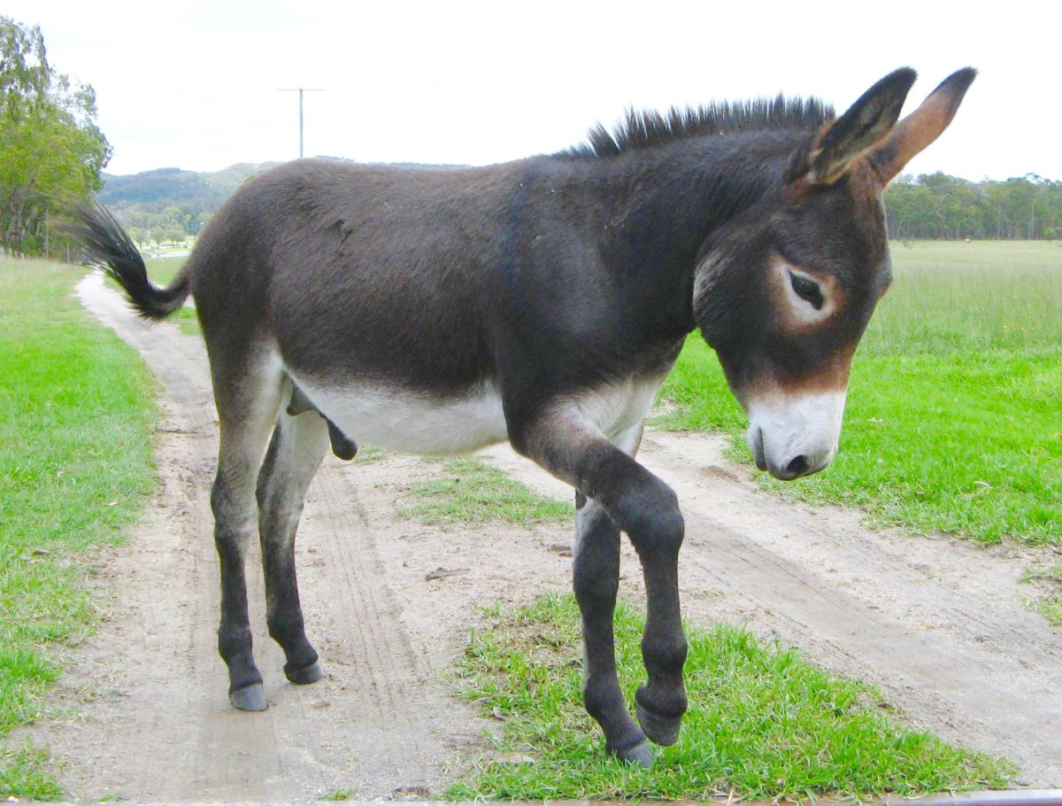 Ишак и ослик