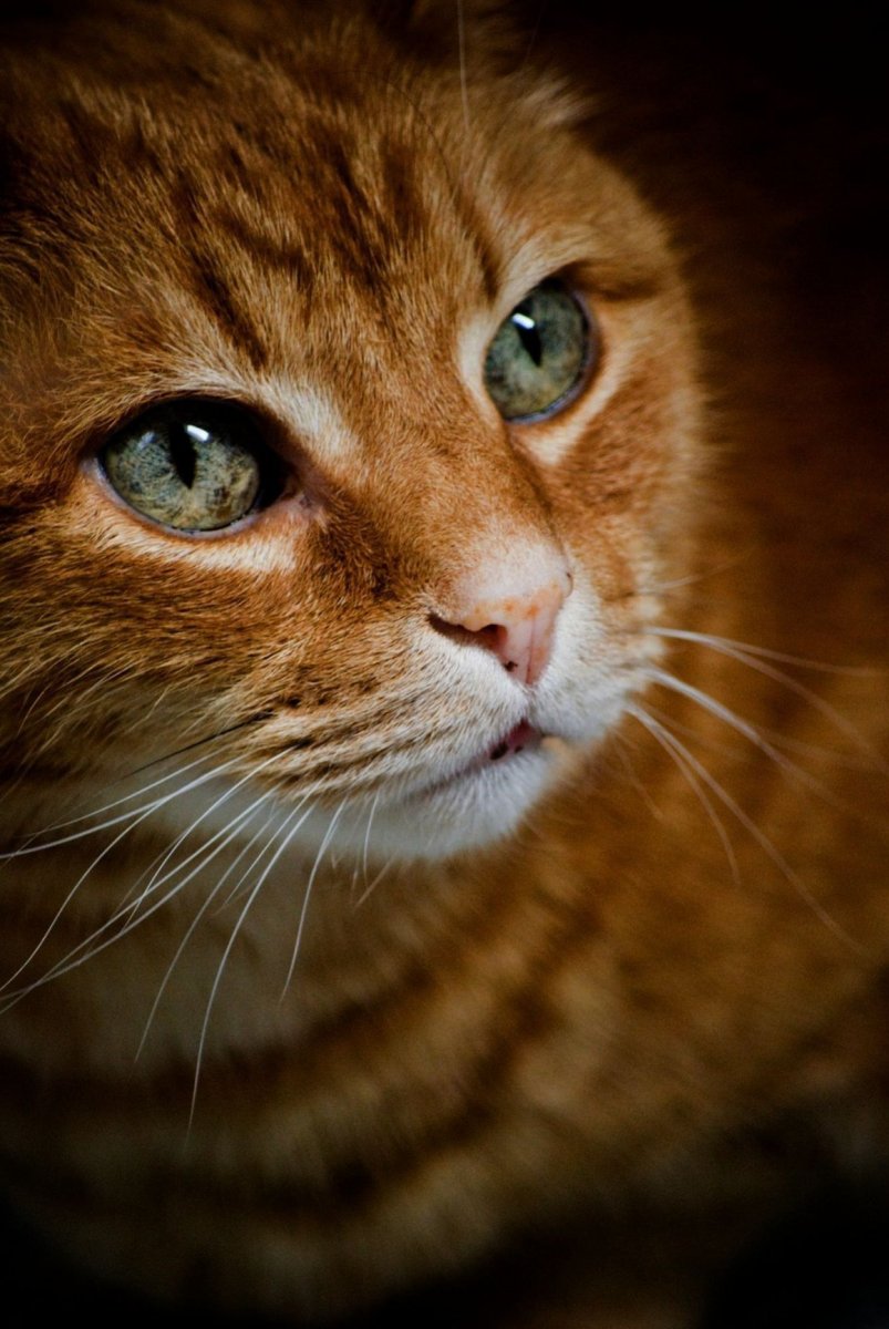 Рыжая кошка