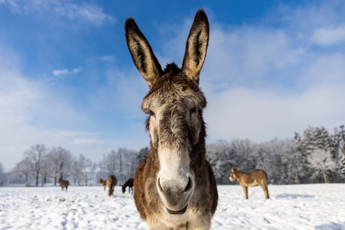 Ослики на природе