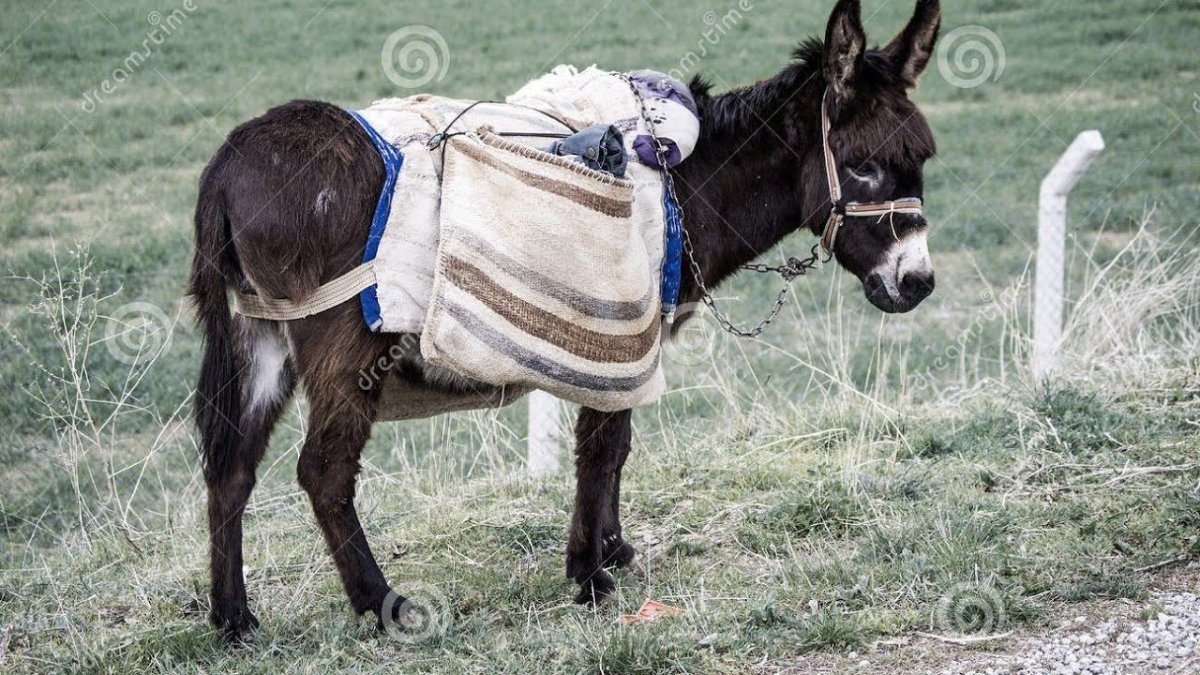 Навьюченный ослик