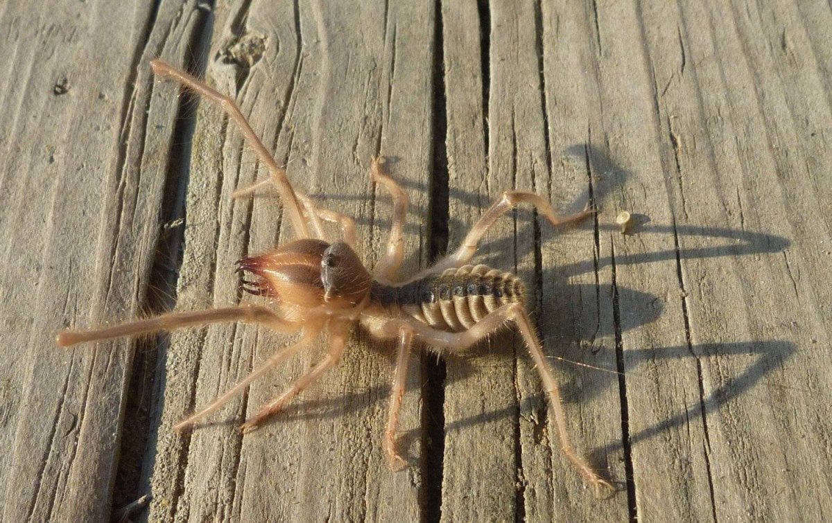 Белая фаланга паук