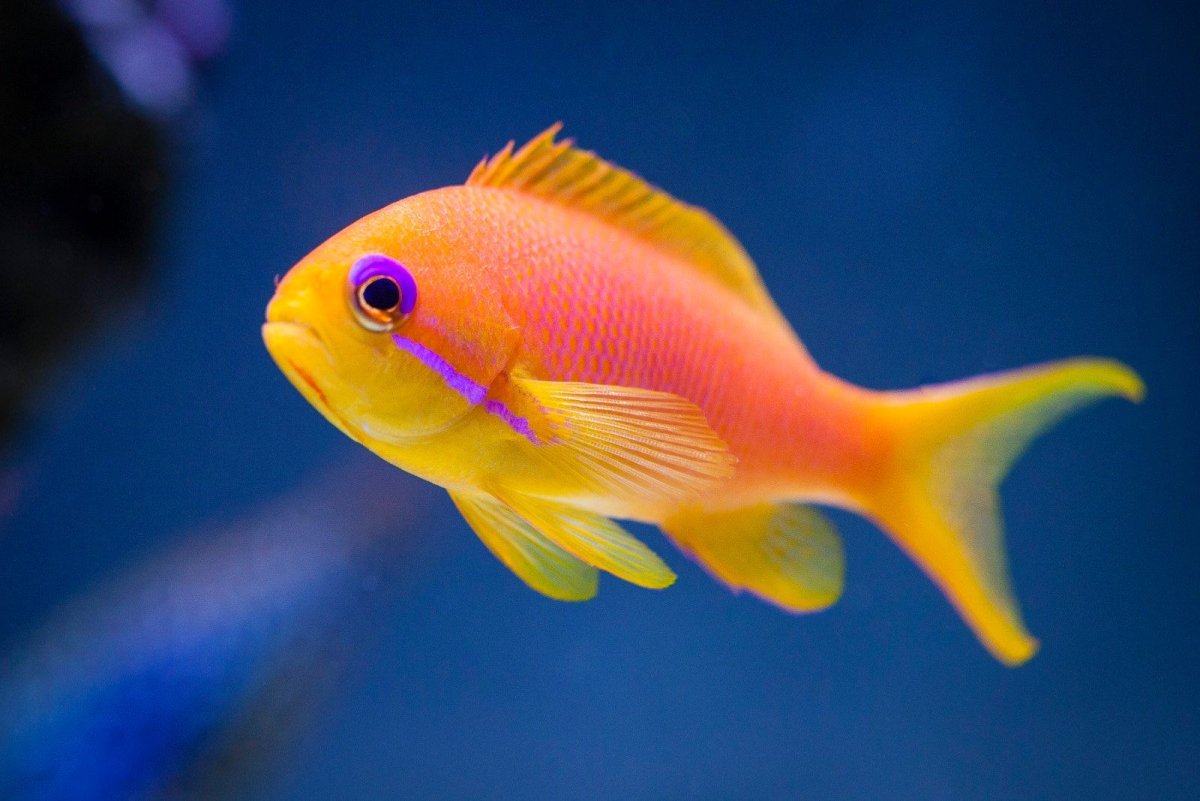 Антиас оранжевый