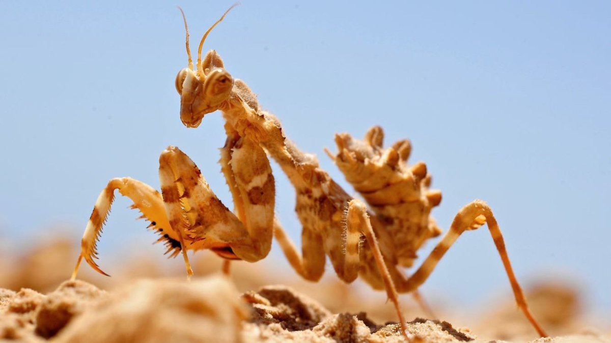 Волгоградский паук фаланга