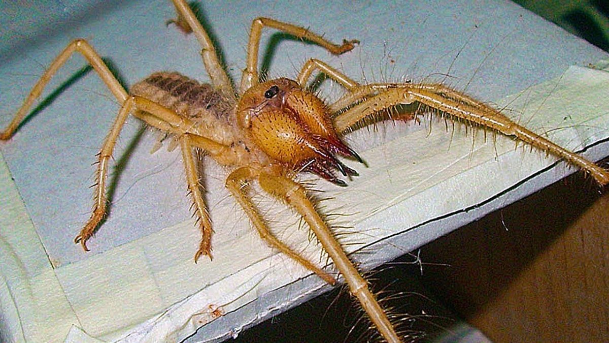 Фаланга паук Астраханский