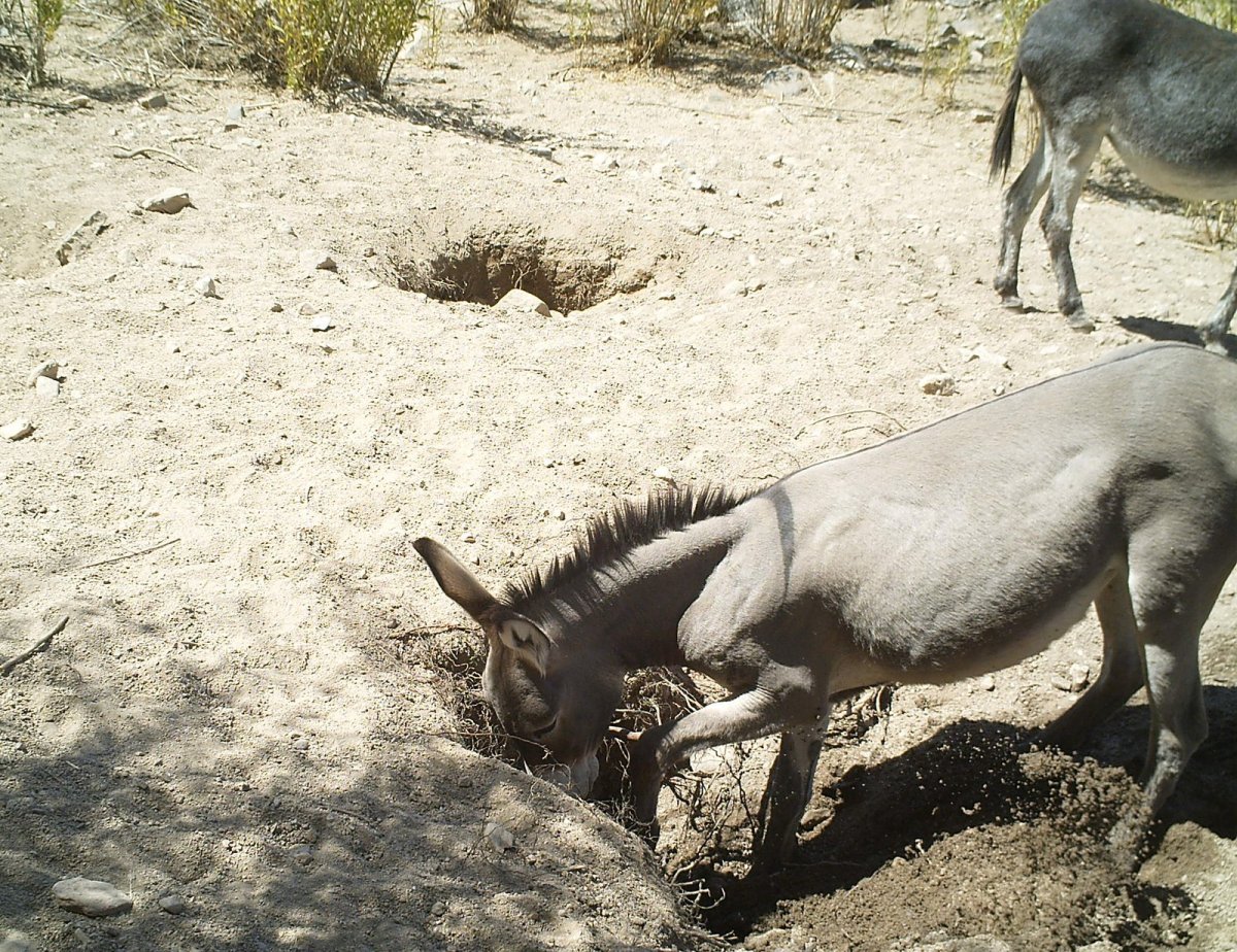 Ишак и осёл