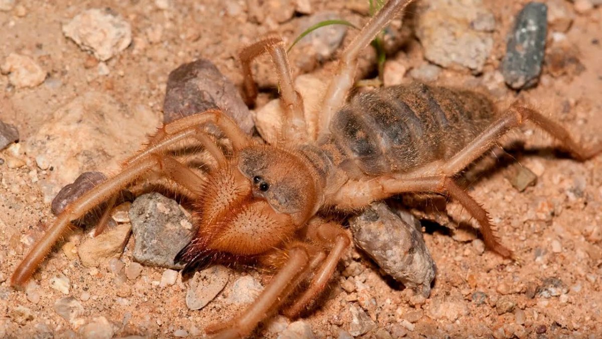 Сольпуга верблюжий паук