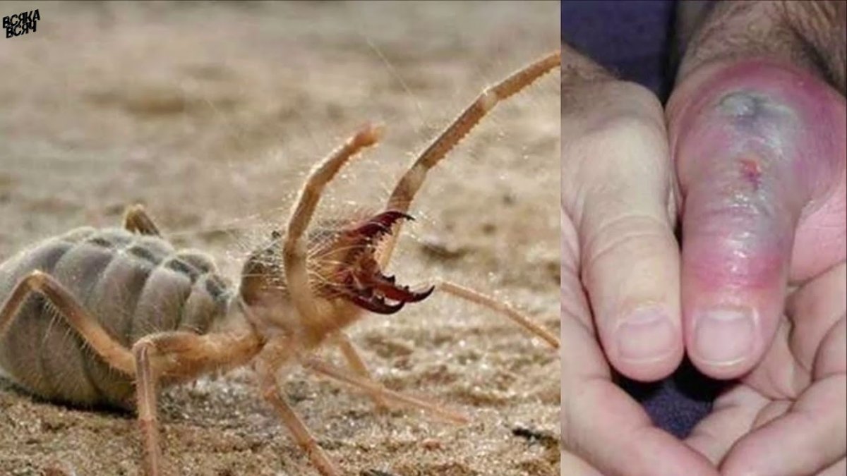 Фаланга паук ядовитый