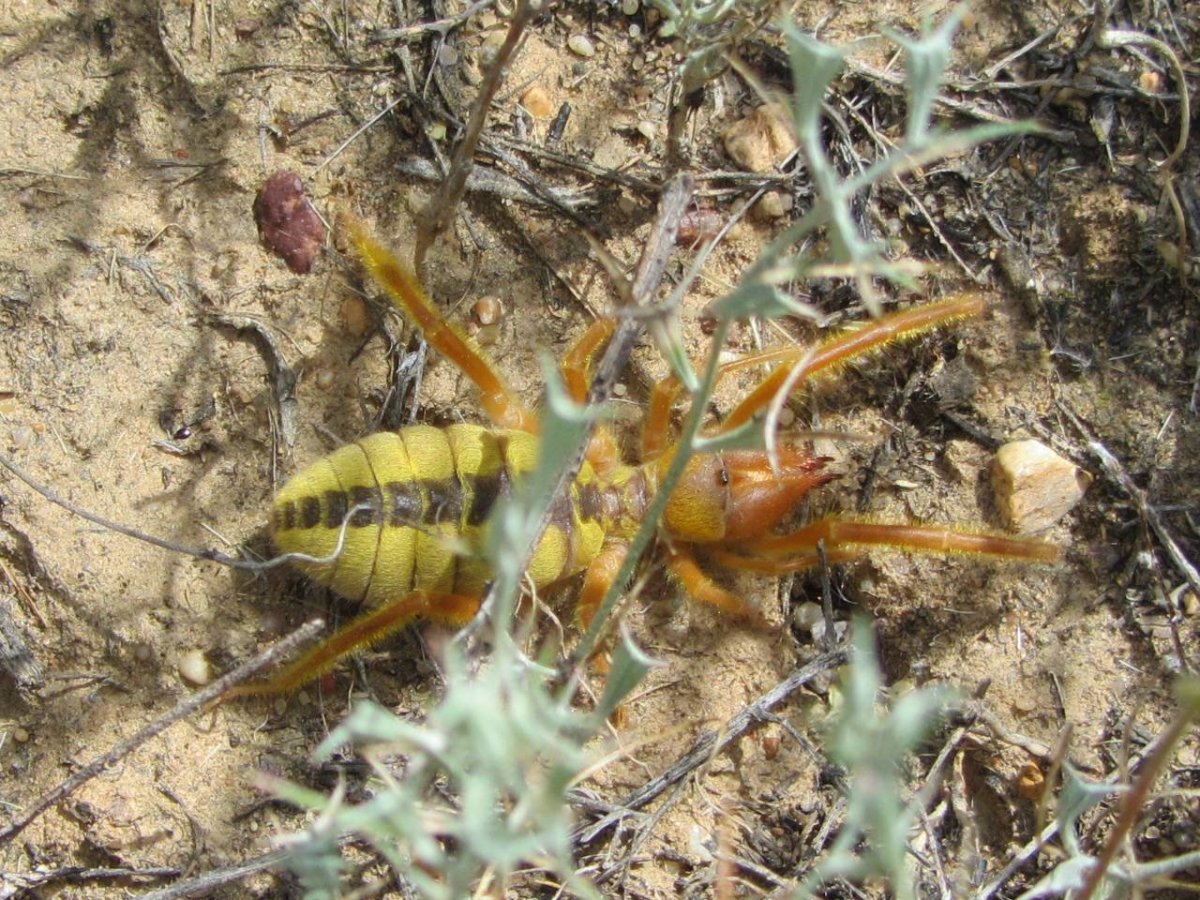 Сольпуга паук Крым