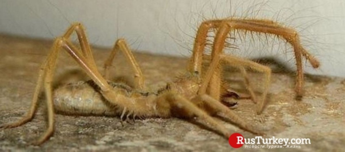 Фаланга паук Тянь Шань