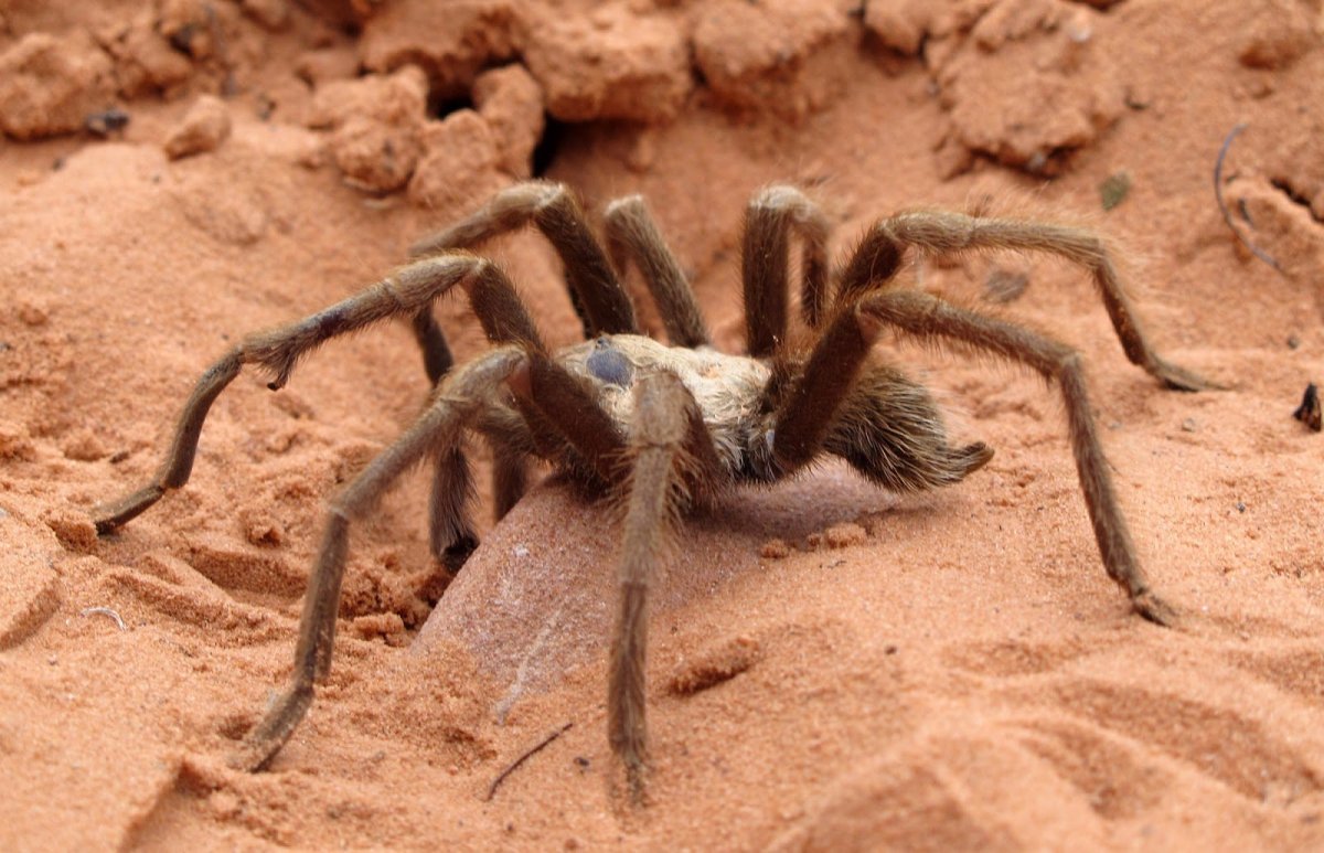 Сольпуга фаланга паук