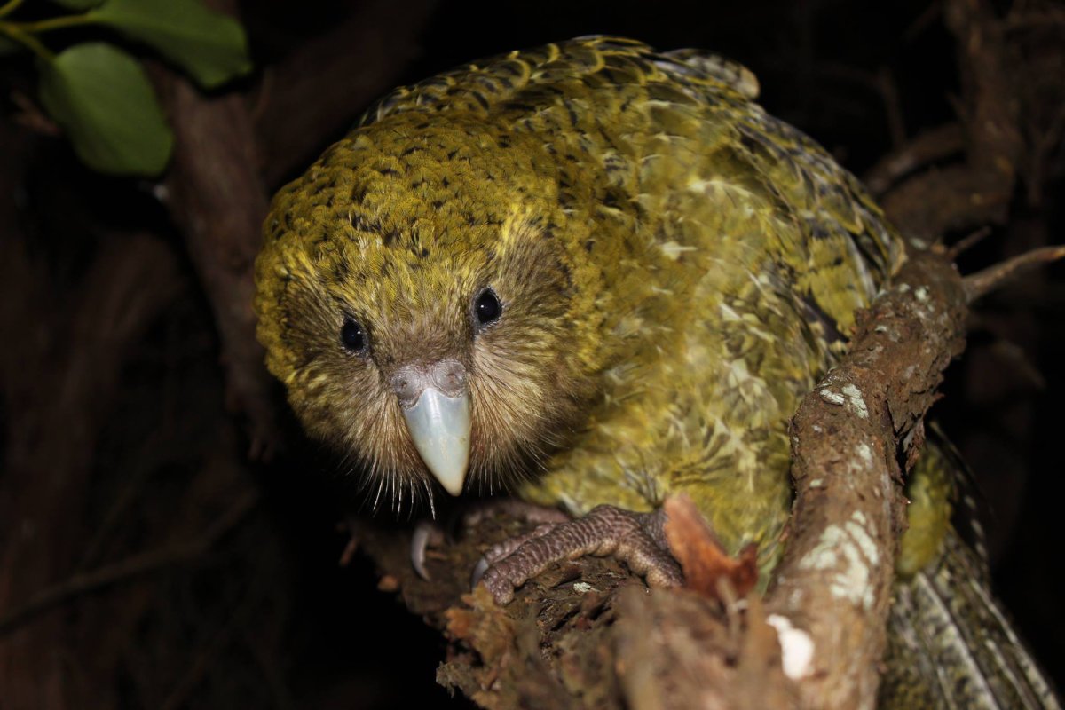 Новозеландский попугай какапо