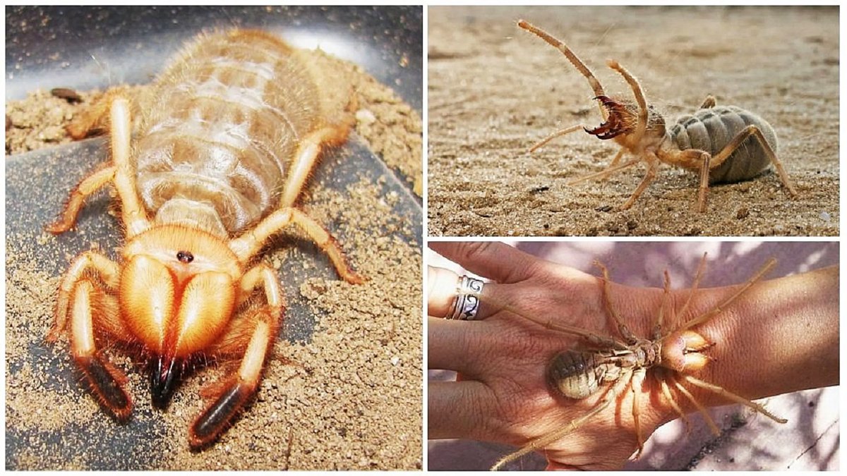 Фаланга паук