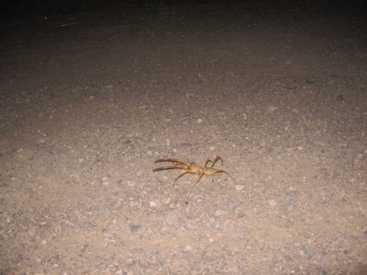 Каракум сольпуга