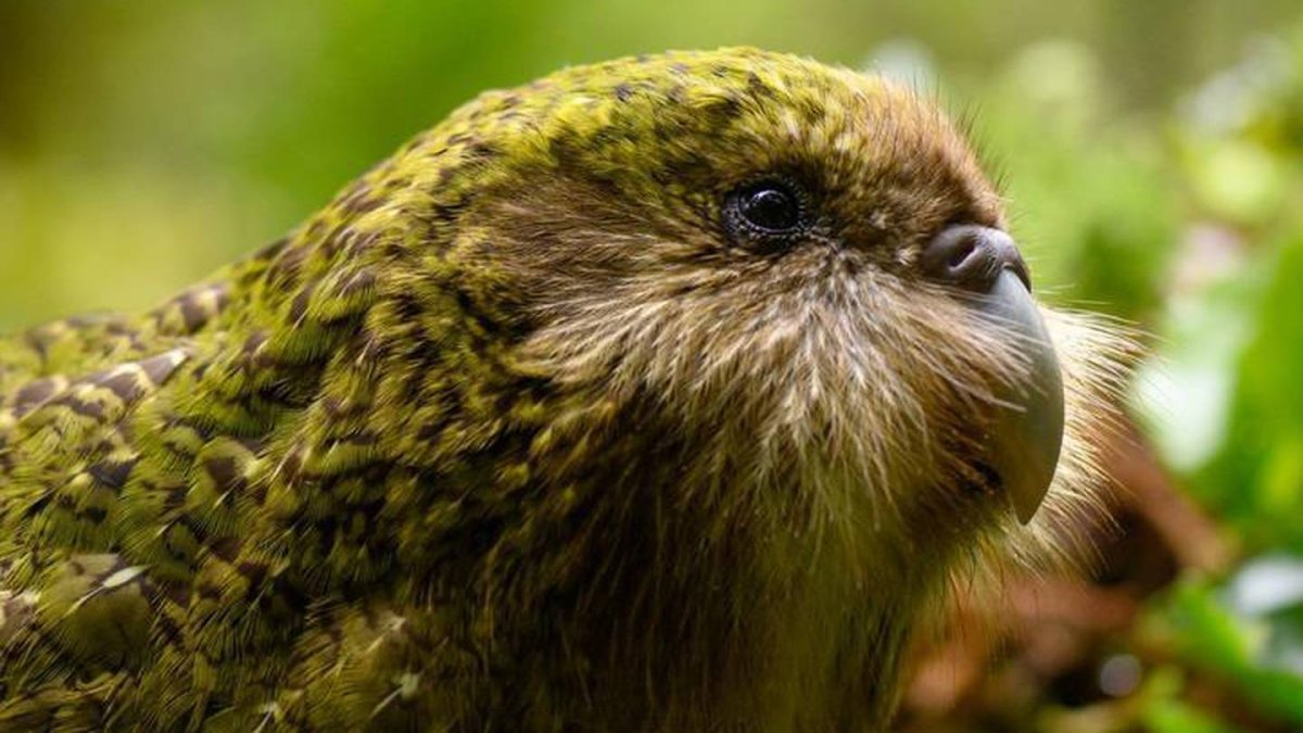 Новозеландский Сокол