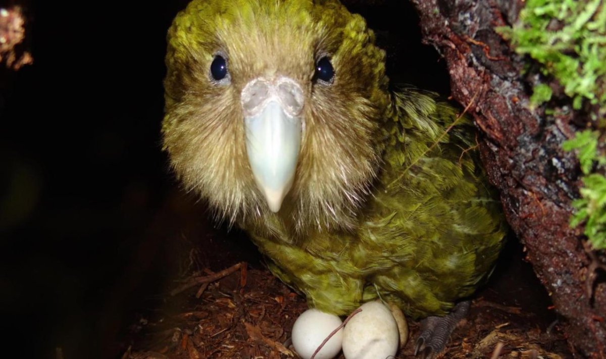 Попугай какапо