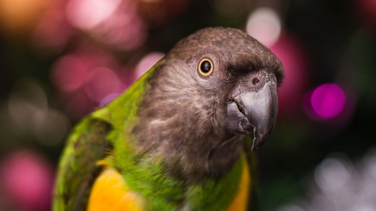 Попугай какапо новая Зеландия