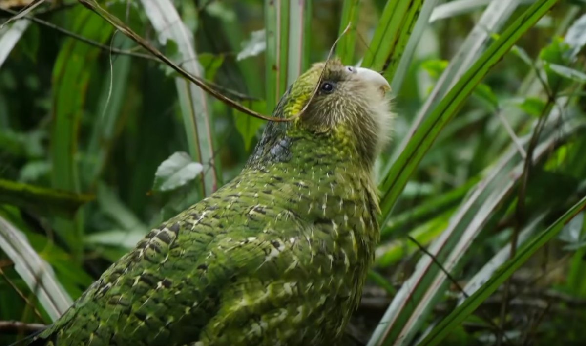 Зеленый попугай какапо