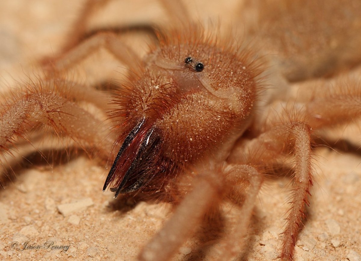 Сольпуга Крымская