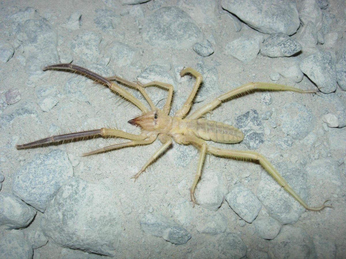 Гибрид паука и скорпиона