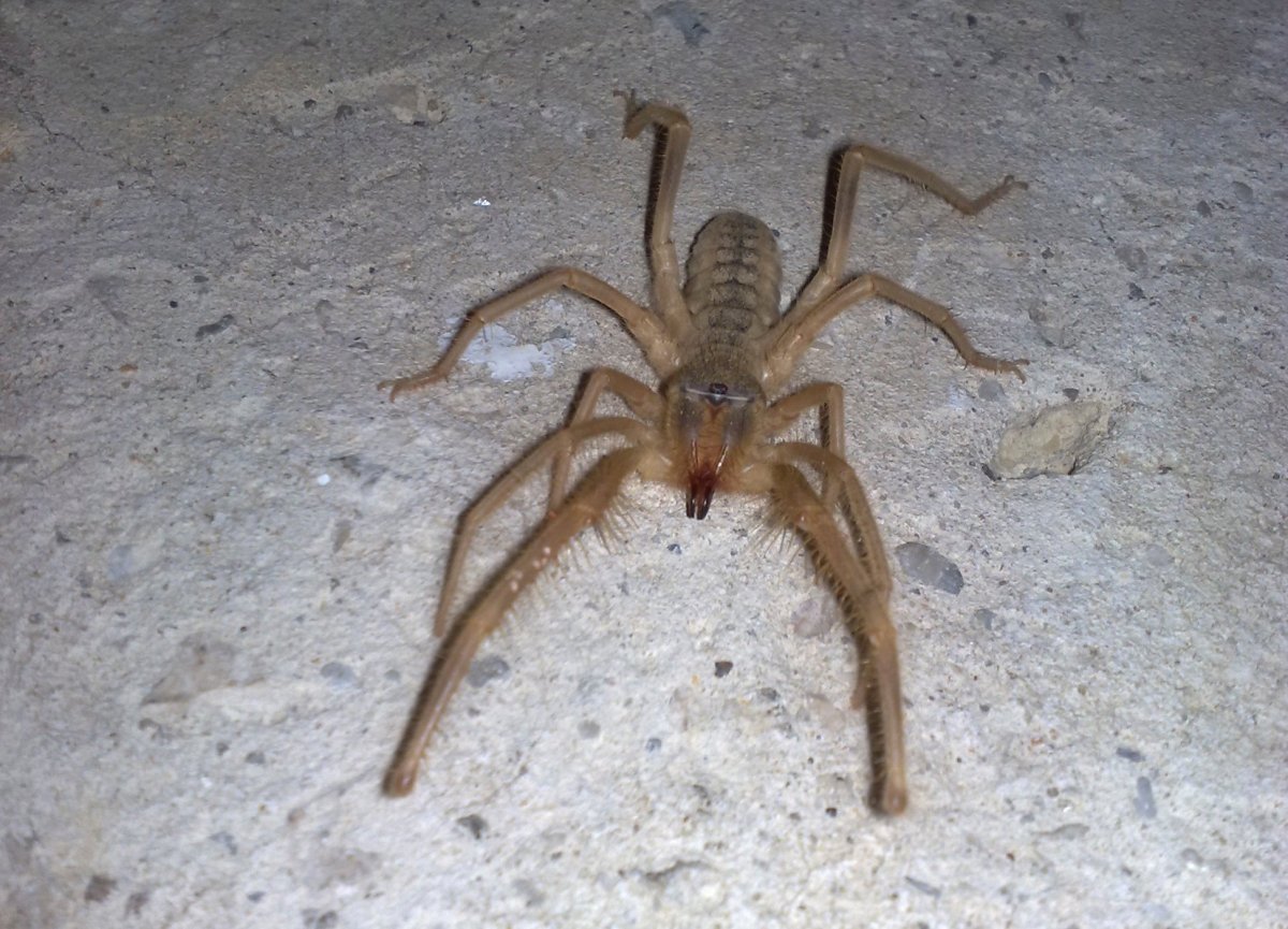 Фаланга паук Волгоград