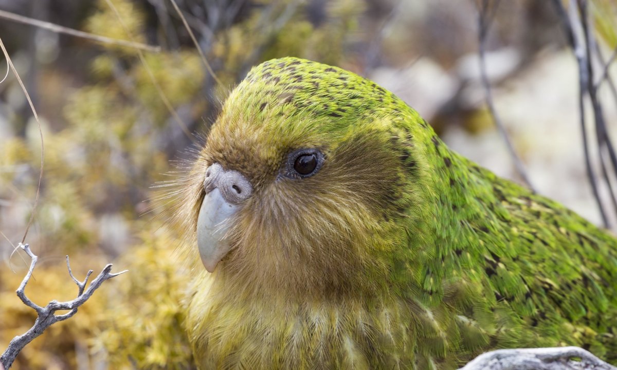 Совиный попугай какапо
