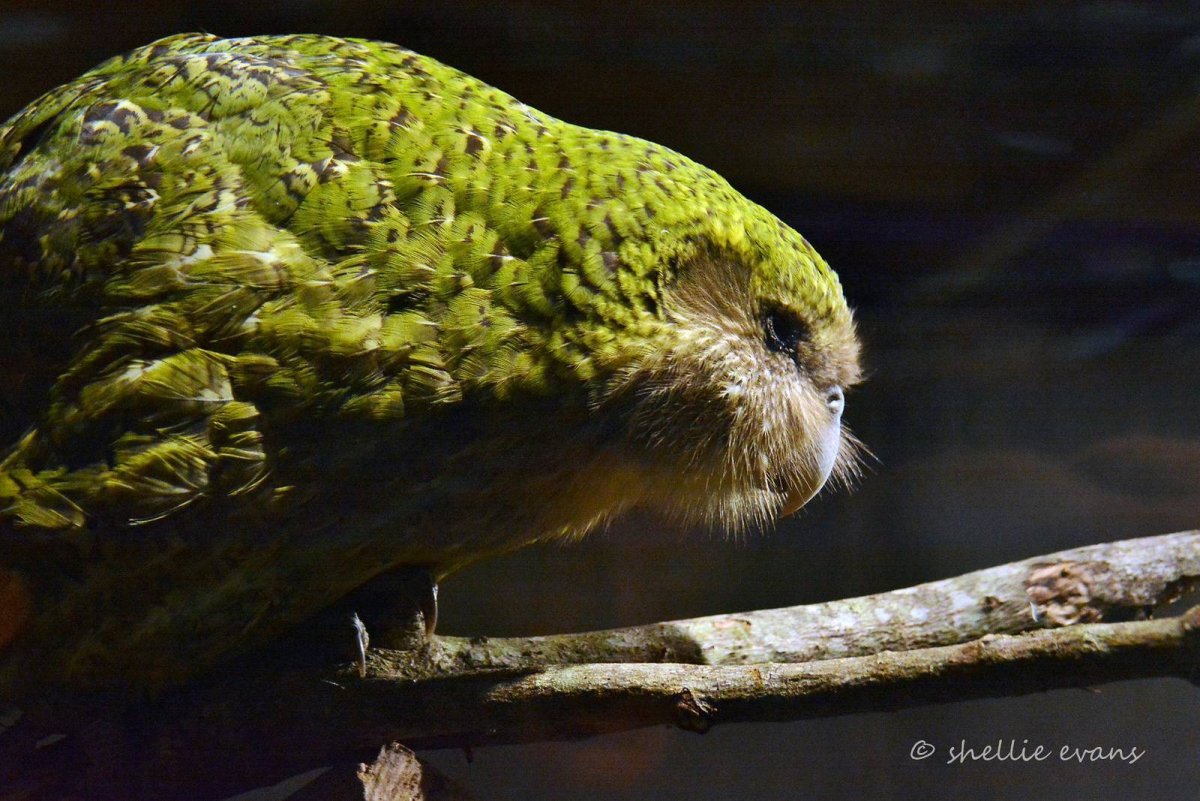Самый большой попугай какапо