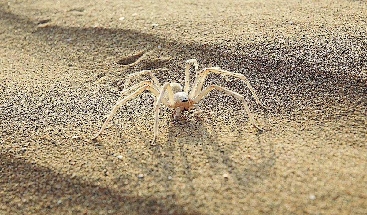 Паук-верблюд (сольпуга)