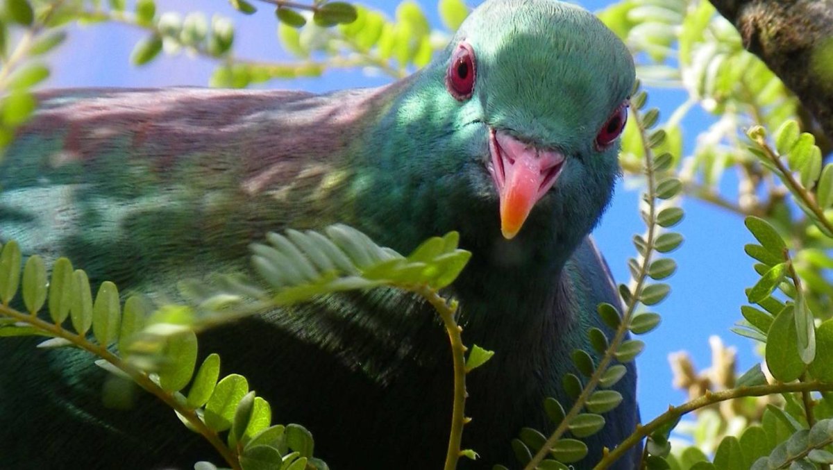 Птичка какапо Орхидея