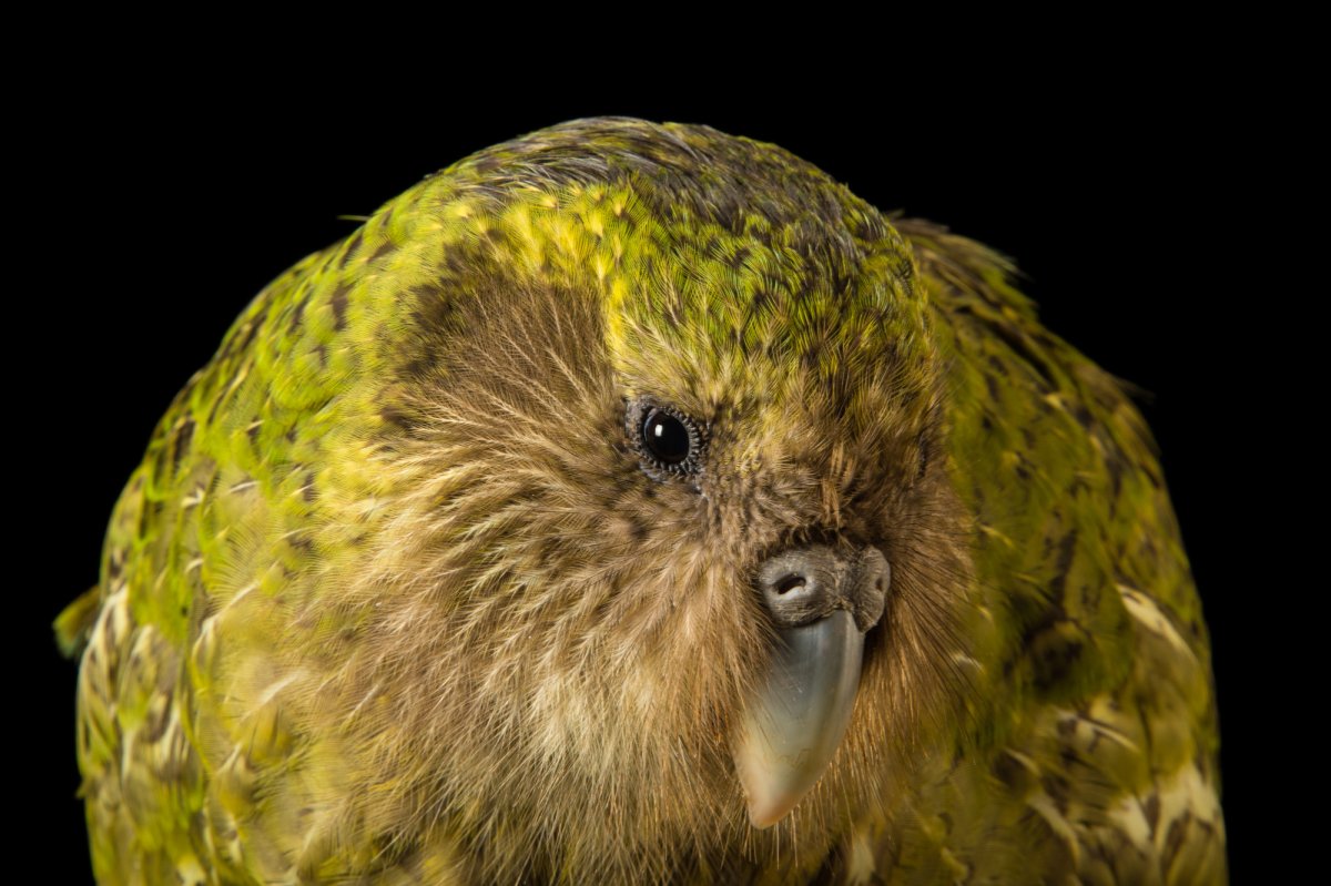 Попугай какапо брачный танец