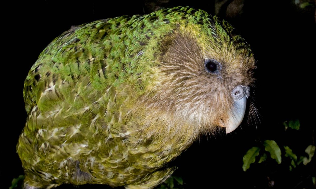 Какапо стая