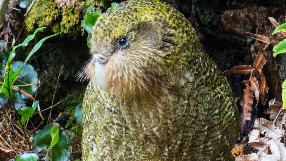 «Австралийские зелёные»