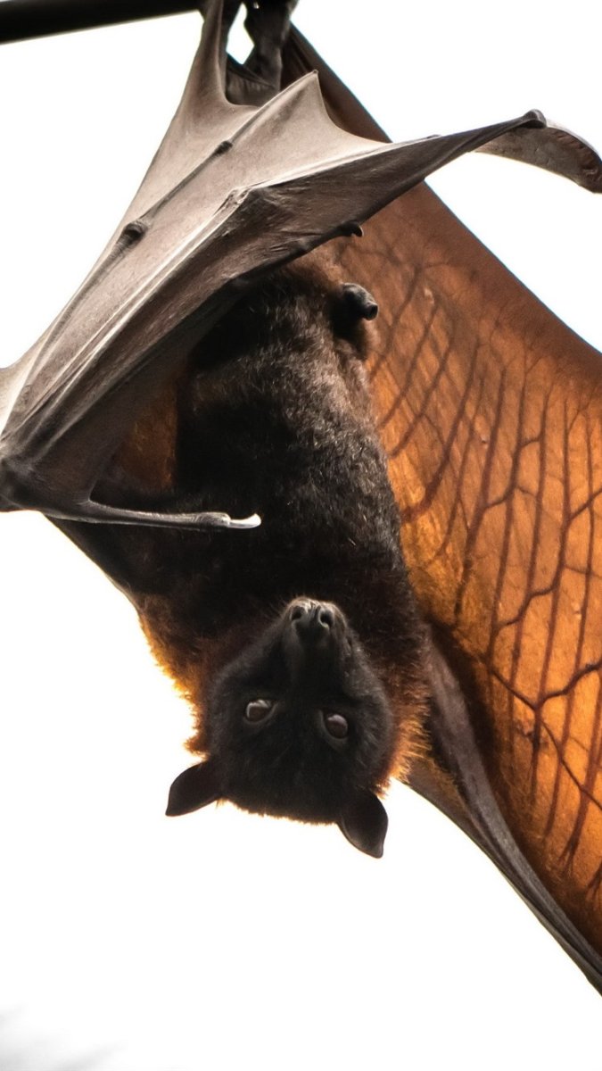 Черная летучая мышь